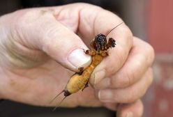 Ma nawet 10 cm długości. Wylej na ziemię, gdy zauważysz