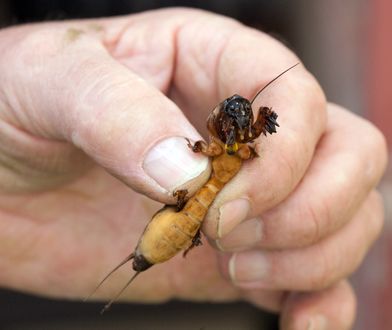 Ma nawet 10 cm długości. Wylej na ziemię, gdy zauważysz