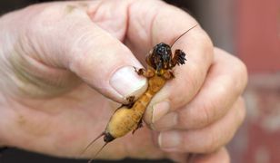 Ma nawet 10 cm długości. Wylej na ziemię, gdy zauważysz