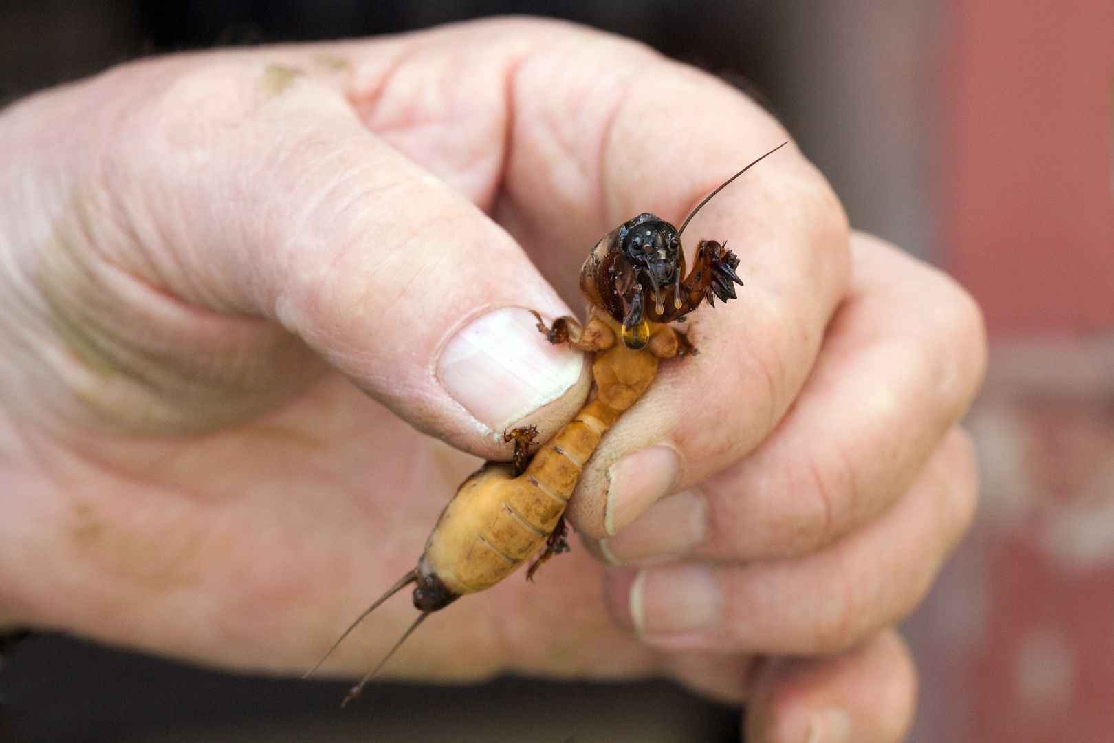 Ma nawet 10 cm długości. Wylej na ziemię, gdy zauważysz