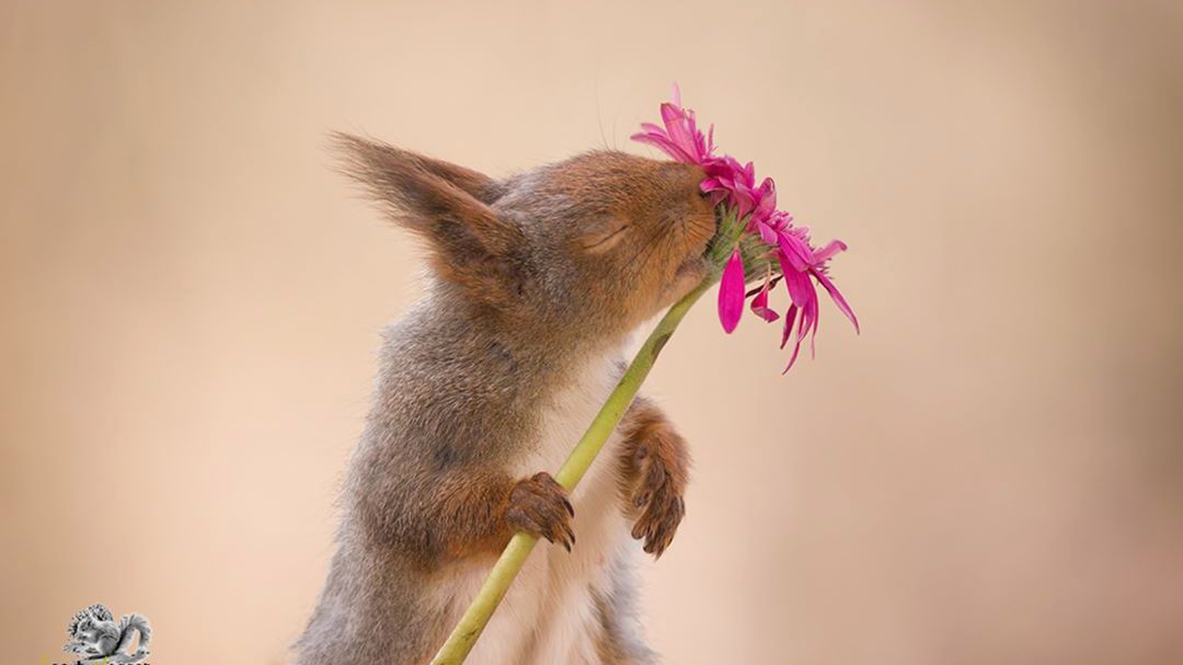 Wielkie przygody małych wiewiórek. Mamy je na zdjęciach 1