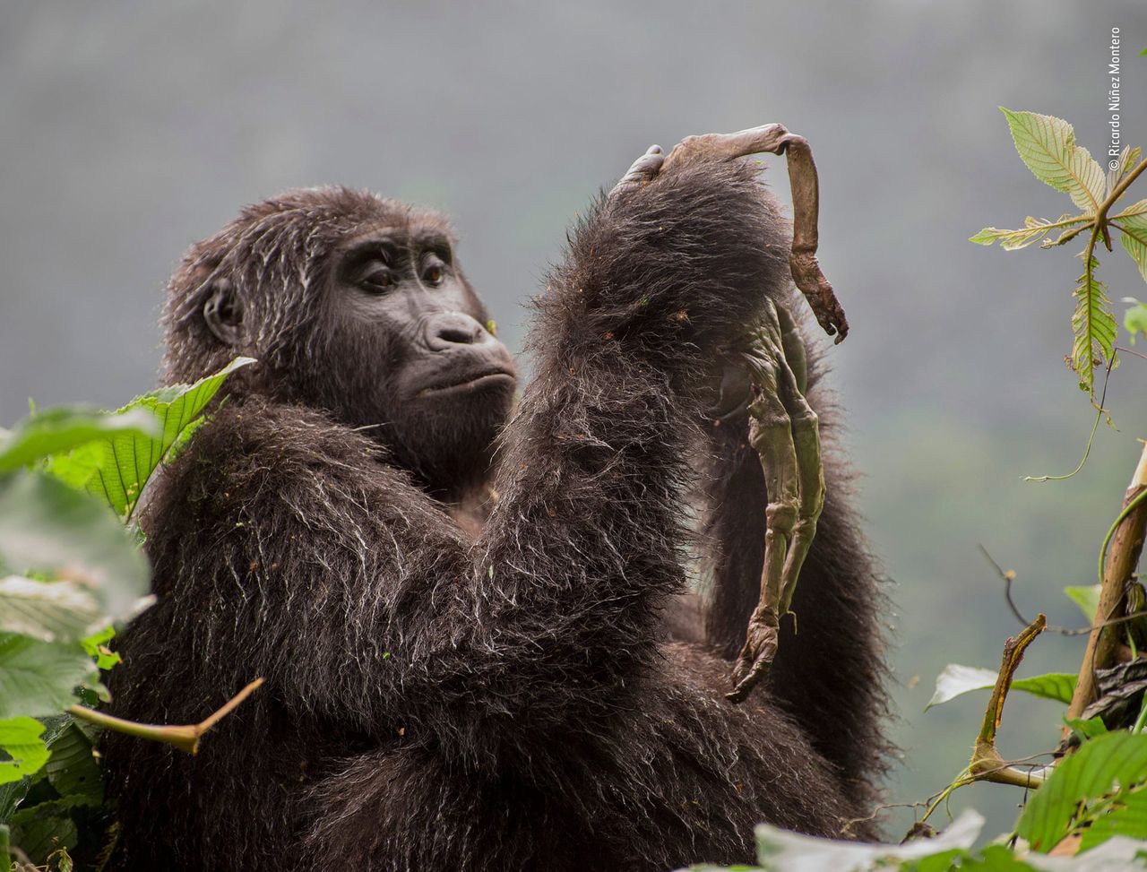 Marsel van Oosten pochodzi z Holandii. Fotografia początkowo była dla niego ucieczką od nudnej rzeczywistości. Jednak podczas wyprawy do Tanzanii, fotografia przyrodnicza pochłonęła go całkowicie.