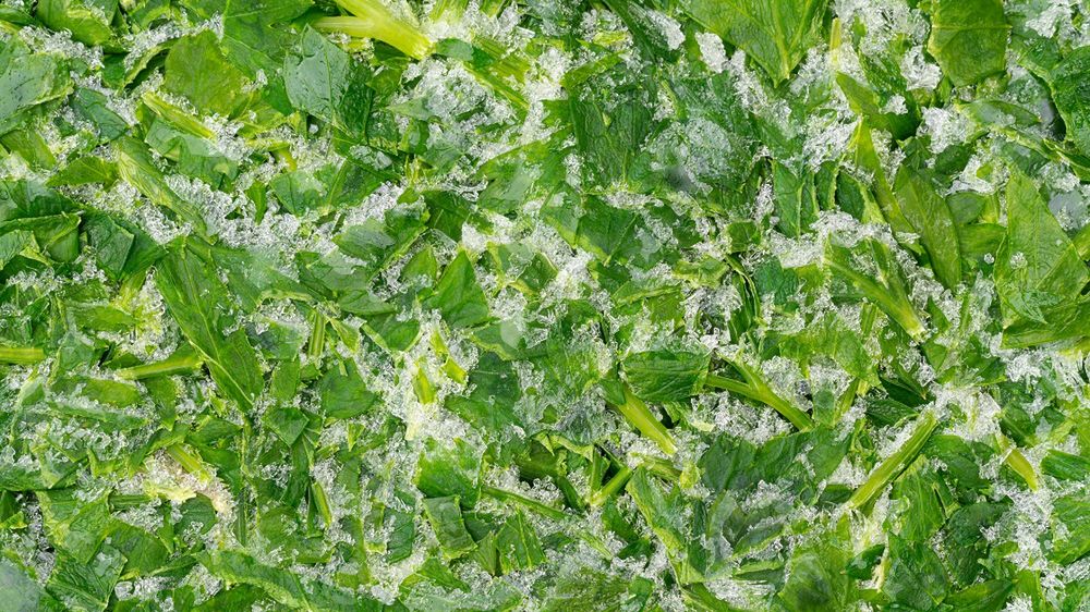 Rakotwórcze toksyny w koperku i natce. Pod lupę wzięli 17 popularnych mieszanek ziół