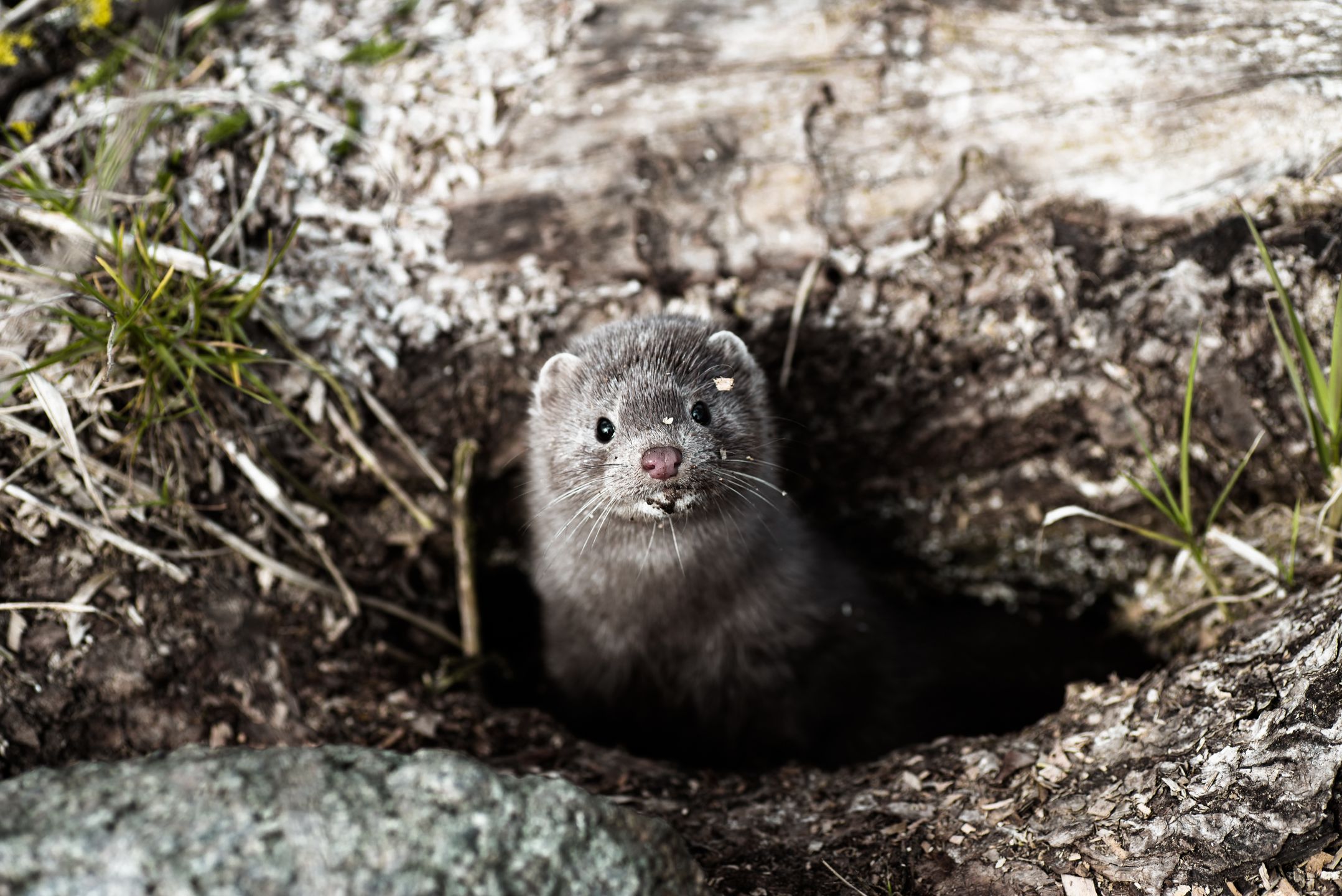zwierzak, ssak, wydra, charakter, dzika natura, gryzonie, dzika, futro, braun, bystra, rzeka, marmot, fauna, wiewiórka, mysz, nornica, preria, woda, drobny, ogród zoologiczny, pies
