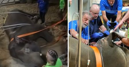 Słoń z Łodzi już po operacji. Pomogli specjaliści z kilku krajów