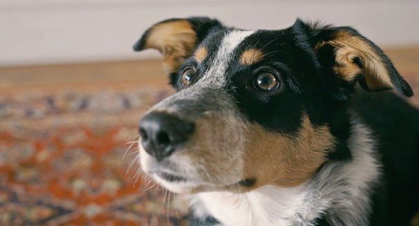Podupadający na zdrowiu pies w antynikotynowej kampanii PSA (wideo)