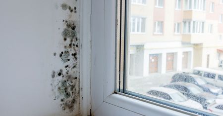 Nasącz szmatkę i przetrzyj. Pleśń nienawidzi tego specyfiku