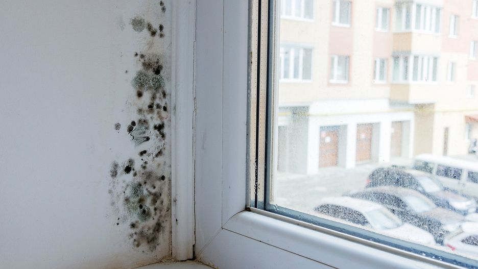 Tutaj pleśń atakuje najczęściej