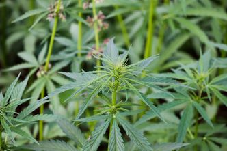 Niemieckie służby w Lidlu. Zarekwirowali produkty z konopiami