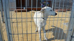 Stalowa Wola: Otwarcie nowoczesnego schroniska dla zwierząt