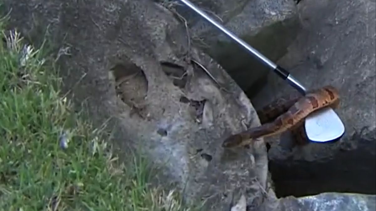 Wąż pojawił się na polu golfowym