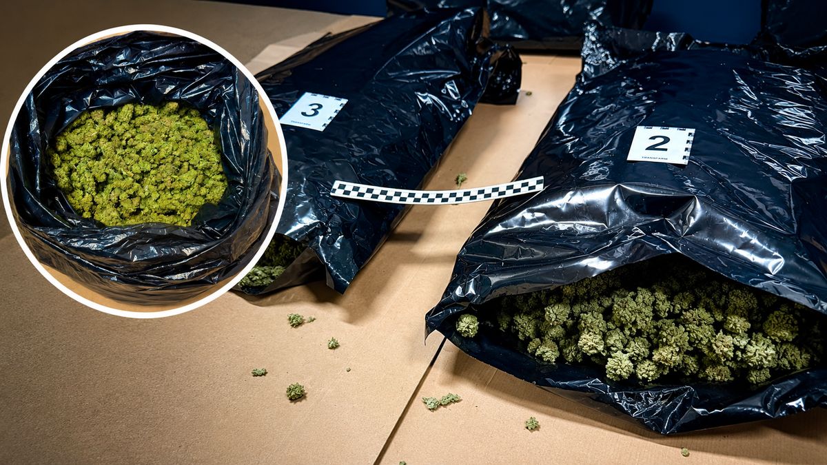 Zabezpieczone worki z marihuaną na stole dowodowym policji