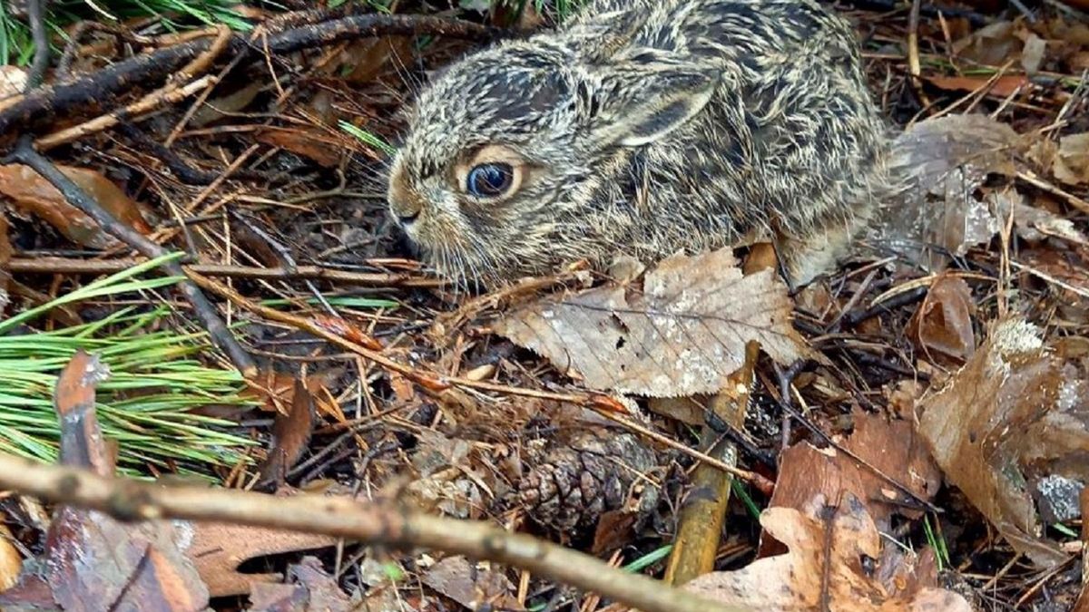 Oto "marczak" - zając z pierwszego, marcowego miotu. 