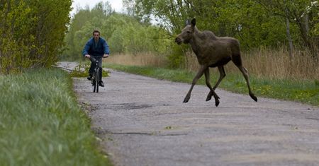 Autostrada na łosiostradzie