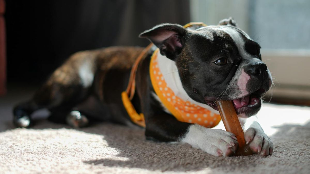 Chińskie gryzaki mogą powodować u psów "syndrom wilkołaka"  