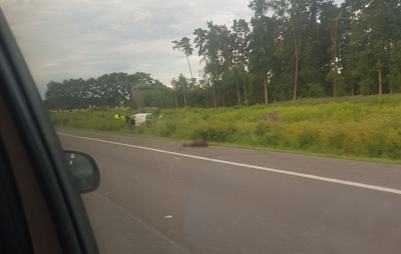 Łoś wbiegł pod koła volkswagena. 33-latek zginął na miejscu