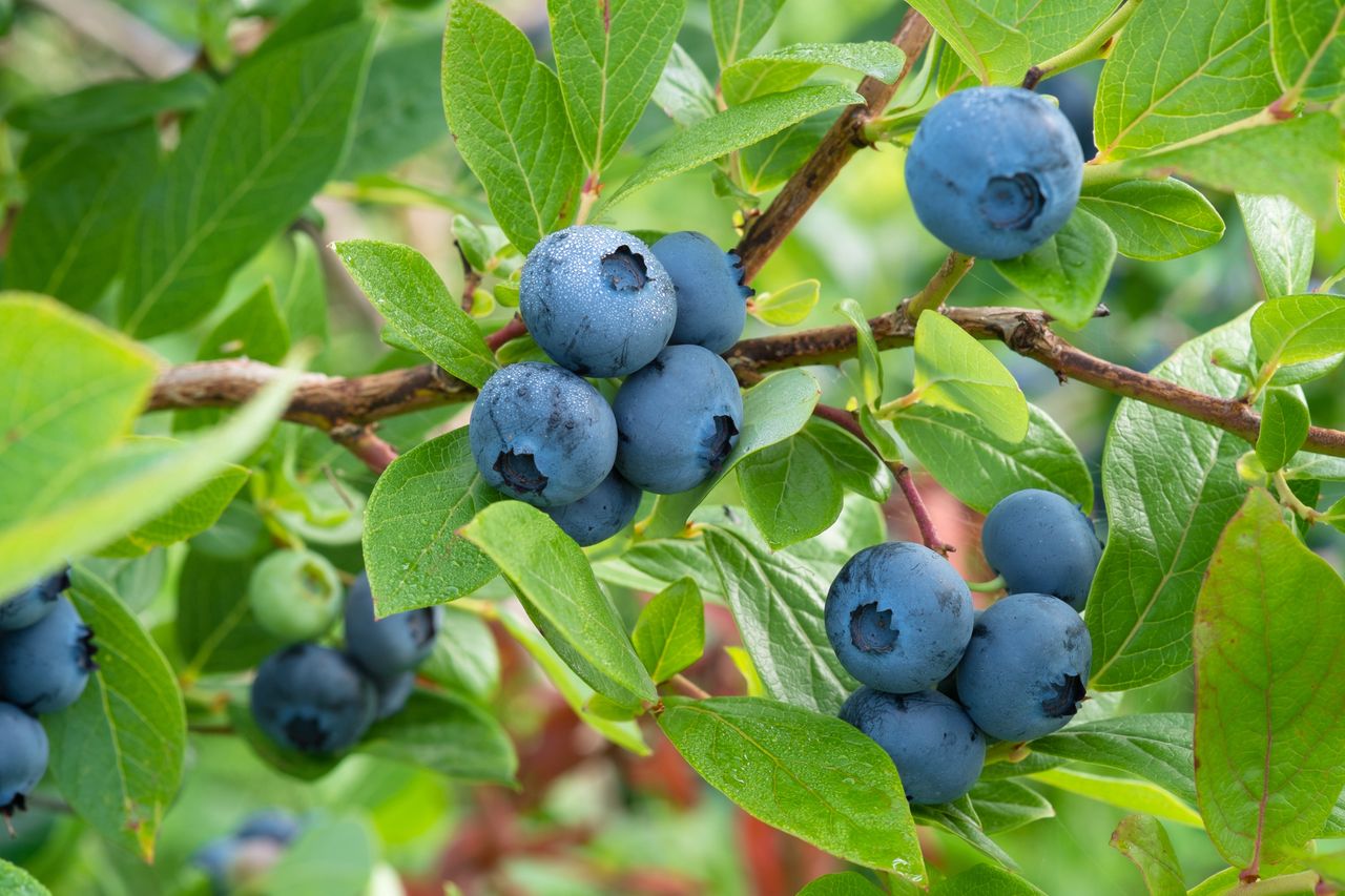 American blueberry