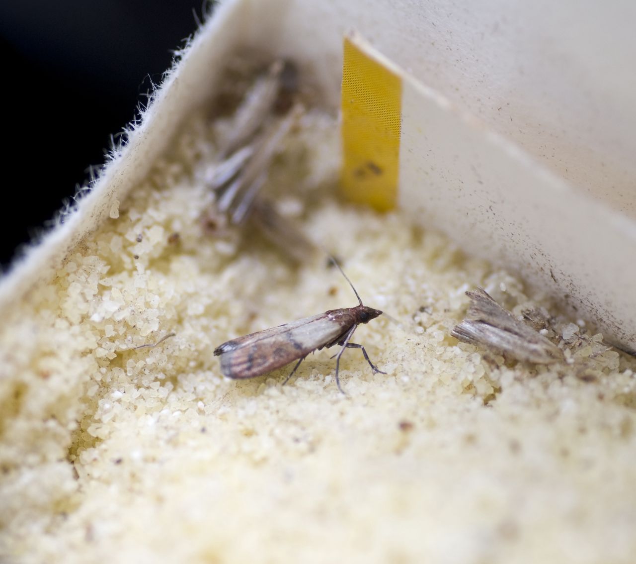 Tea tree oil trick could finally get rid of food moths