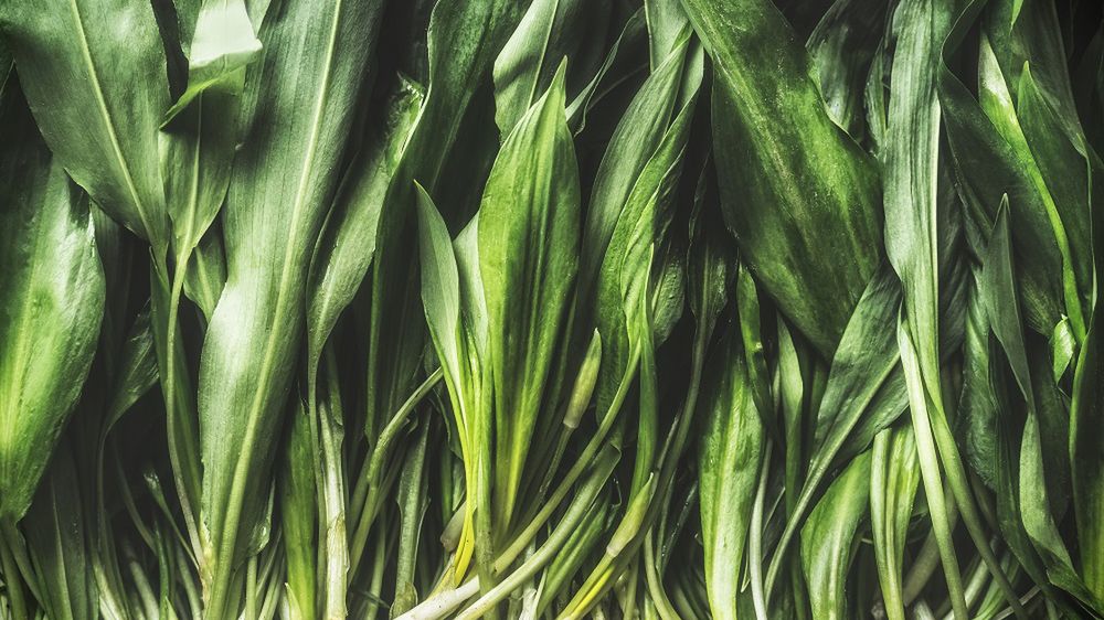 Trwa sezon na najzdrowszą roślinę w Polsce. Podczas zbiorów należy jednak uważać