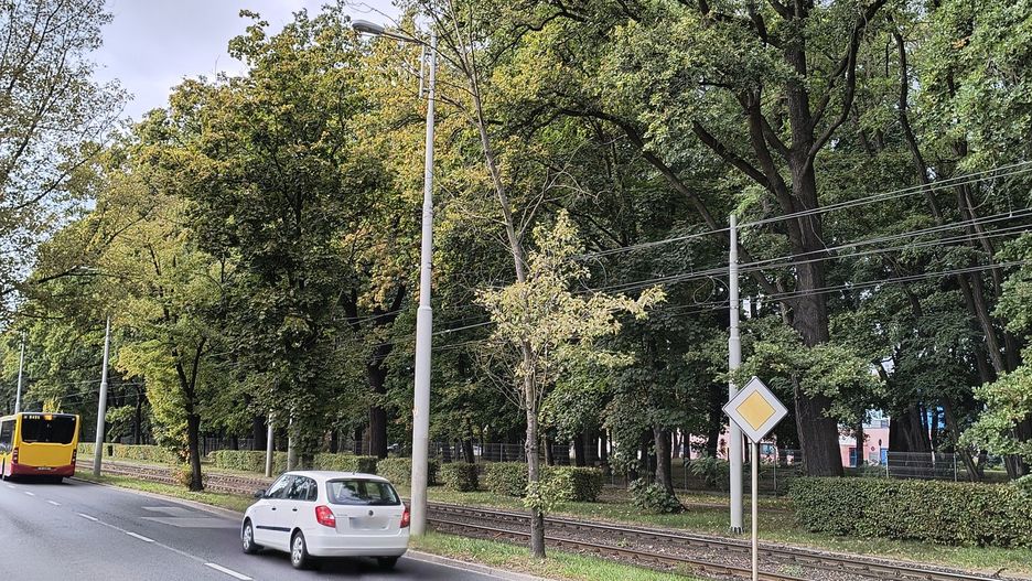 Uschnięte drzewo przy ul. Mickiewicza