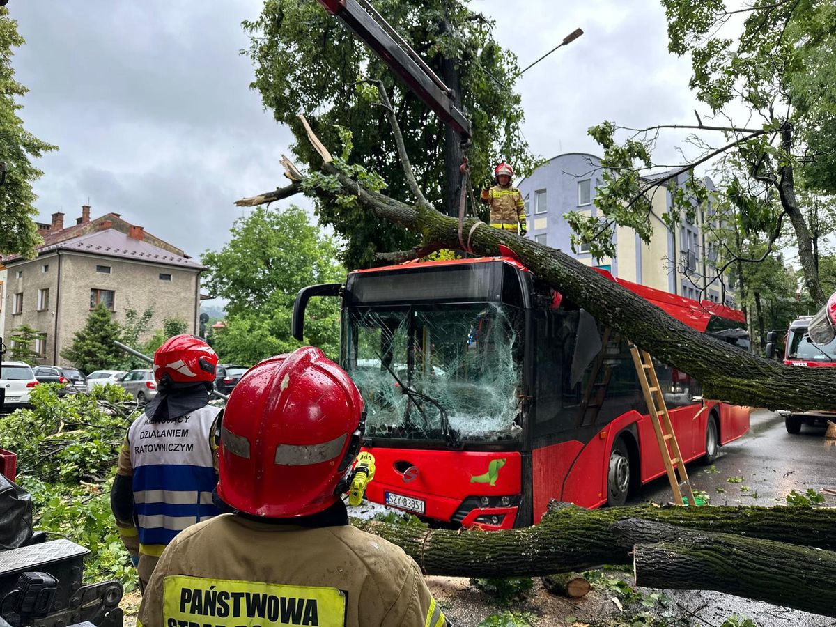  Akcja służb w Żywcu. Drzewo runęło na autobus