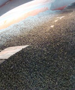 Celnicy osłupieli. "Wypatrzył" je rentgen