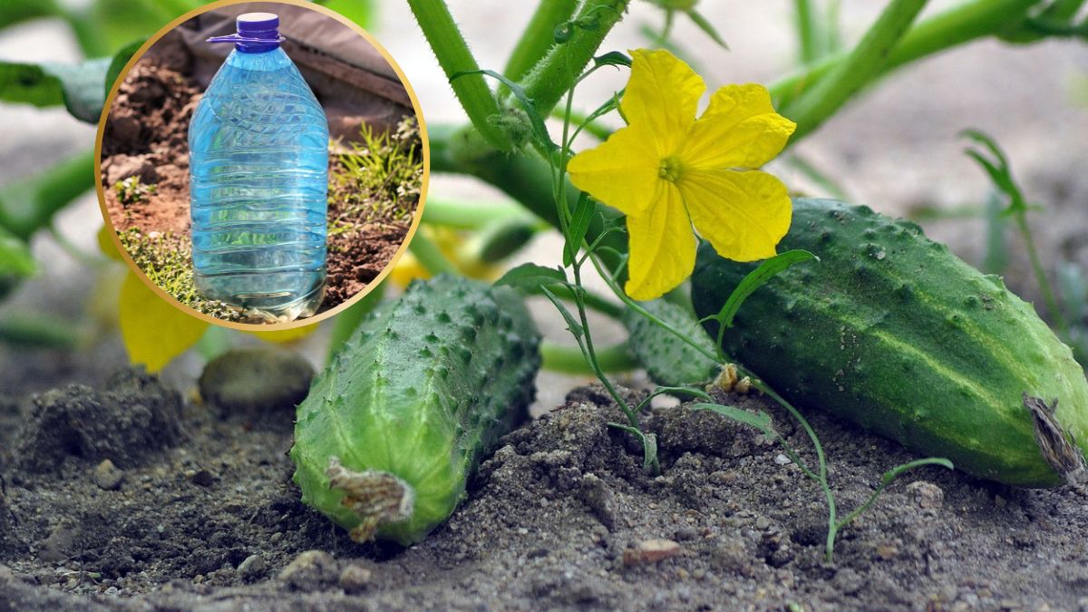 Ogórki w ogrodzie i system nawadniający.