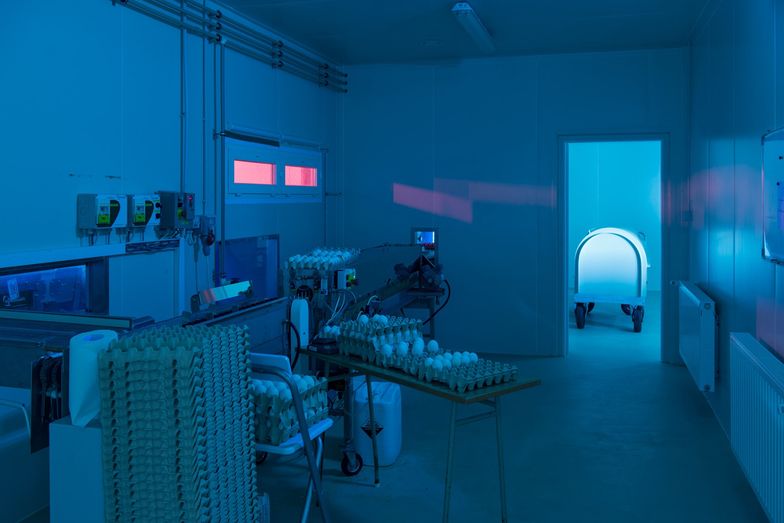 Kury, które ratują nasze życie