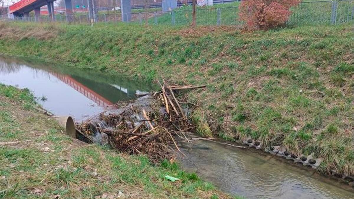 Tama bobrów na rzece Czechówka przy Lidlu
