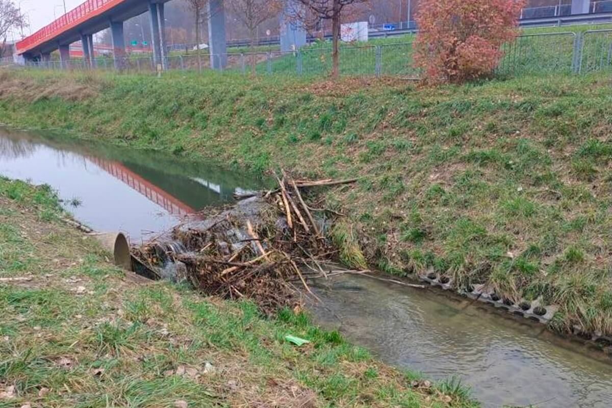 Bobry zbudowały tamę w środku miasta. Mieszkaniec: „Mam nadzieję, że nikomu nie przyjdzie do głowy, żeby to rozwalić”
