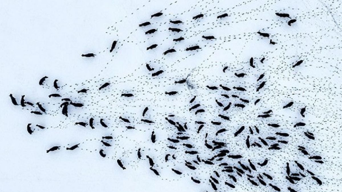 Stado żubrów z Puszczy Białowieskiej.