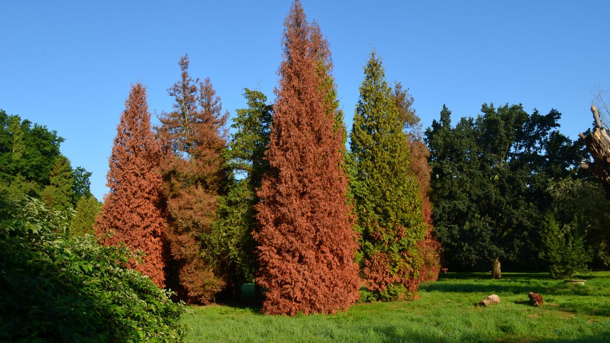Brązowienie tui - jak zareagować?