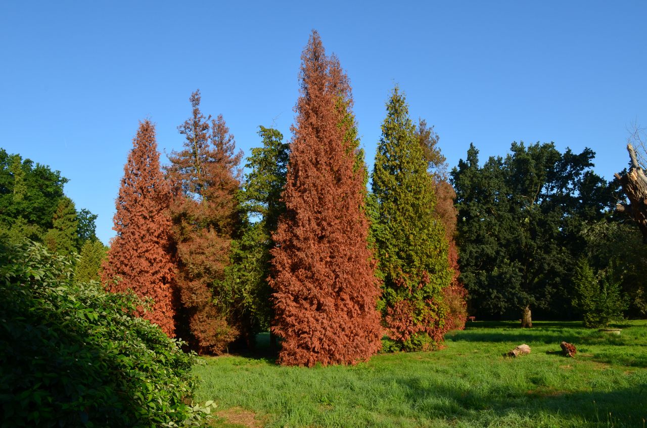 Thuja trees turning brown? Discover solutions to save your greenery