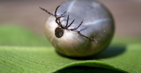 Kleszcze atakują. Weterynarze biją na alarm