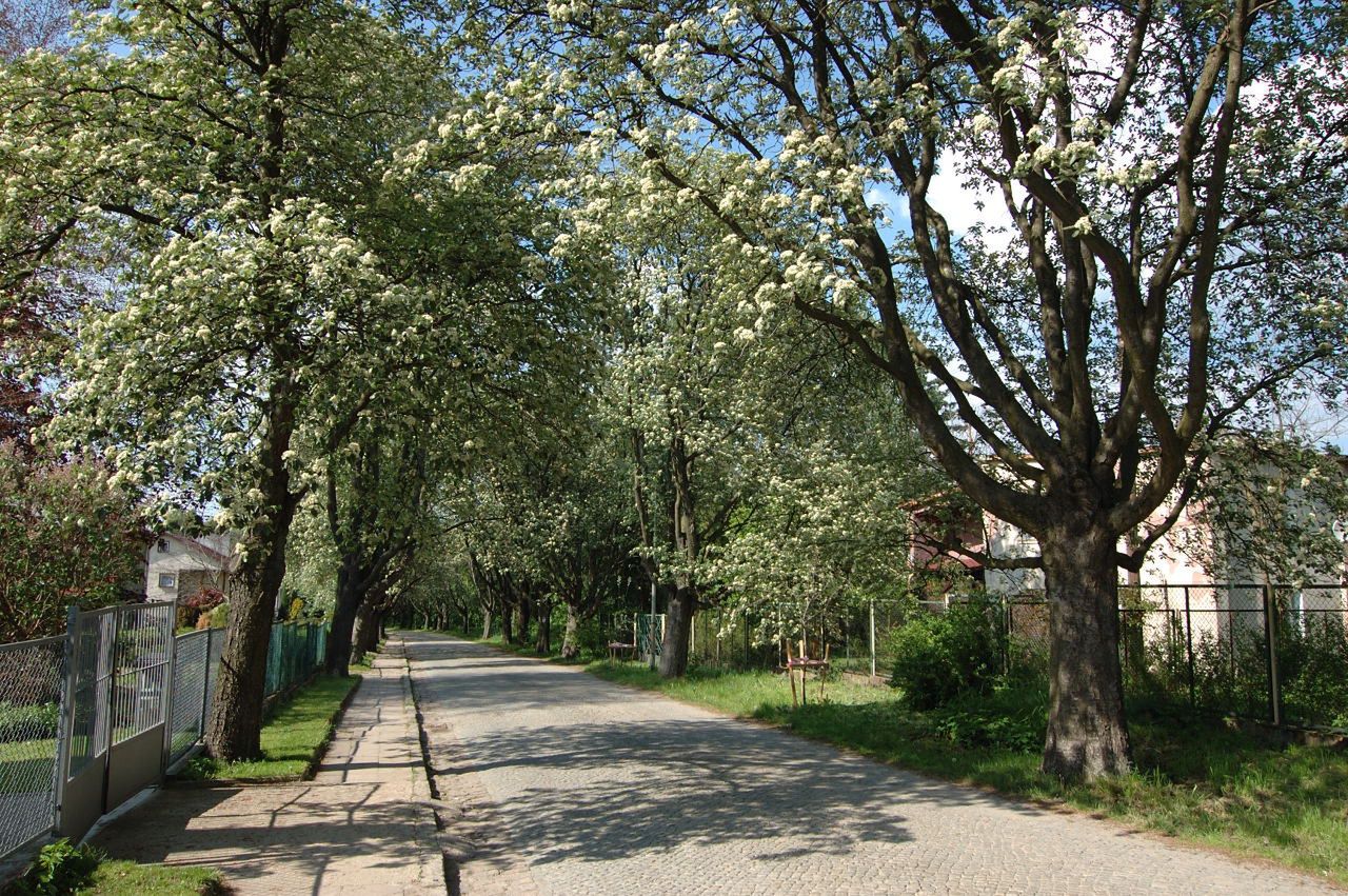 Aleja najpiękniej wygląda wiosną, gdy zakwita i jesienią, gdy  zdobią ją czerwone korale owoców