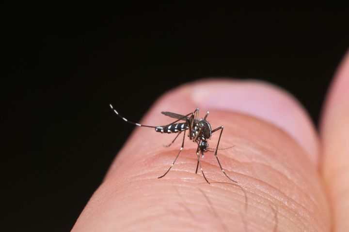 Komar tygrysi (Aedes albopictus)
