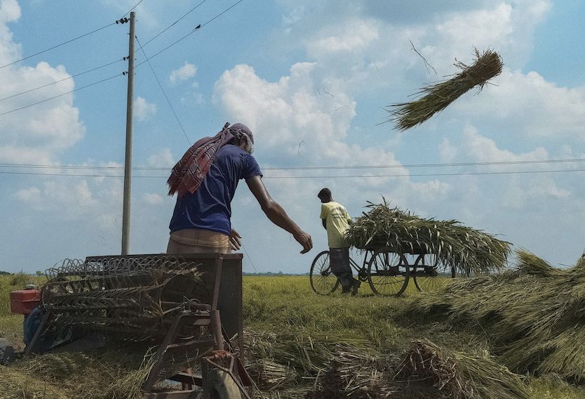 Burze zaskoczyły rolników z Bangladeszu na polach ryżowych 