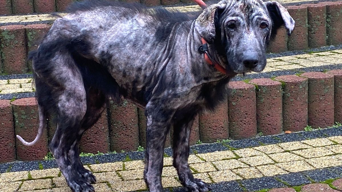 Suczka była zaniedbana i przestraszona