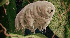 Tak poruszają się niesporczaki. Zaskakujące wyniki badań naukowców