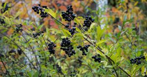 Czarny Bez