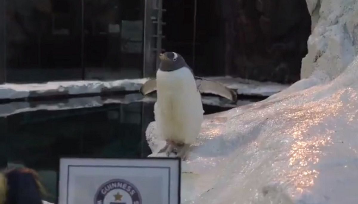 Pingwin trafił do Księgi Rekordów Guinnessa. Drugiego takiego nie ma