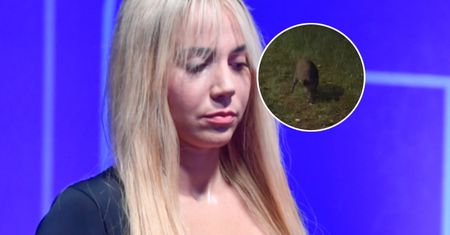 Marianna Schreiber DOKARMIAŁA dziki. Po wszystkim się tłumaczy: "Zrozumcie też mnie"