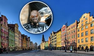 Plaga szczurów w polskim mieście. "Wieczorem nie da się wyjść"