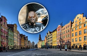 Plaga szczurów w polskim mieście. "Wieczorem nie da się wyjść"
