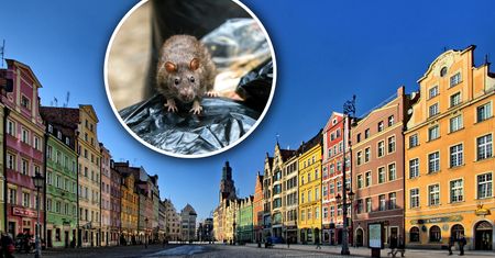 Plaga szczurów w polskim mieście. "Wieczorem nie da się wyjść"