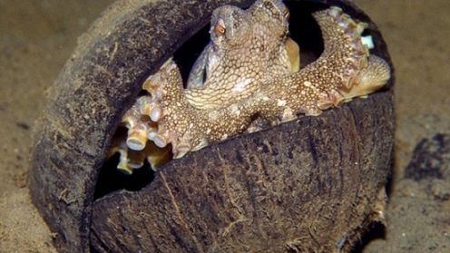 Recykling w wykonaniu ośmiornicy (video) 1