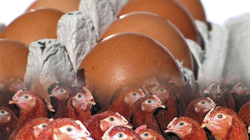 Skąd się wzięło jajko? 1