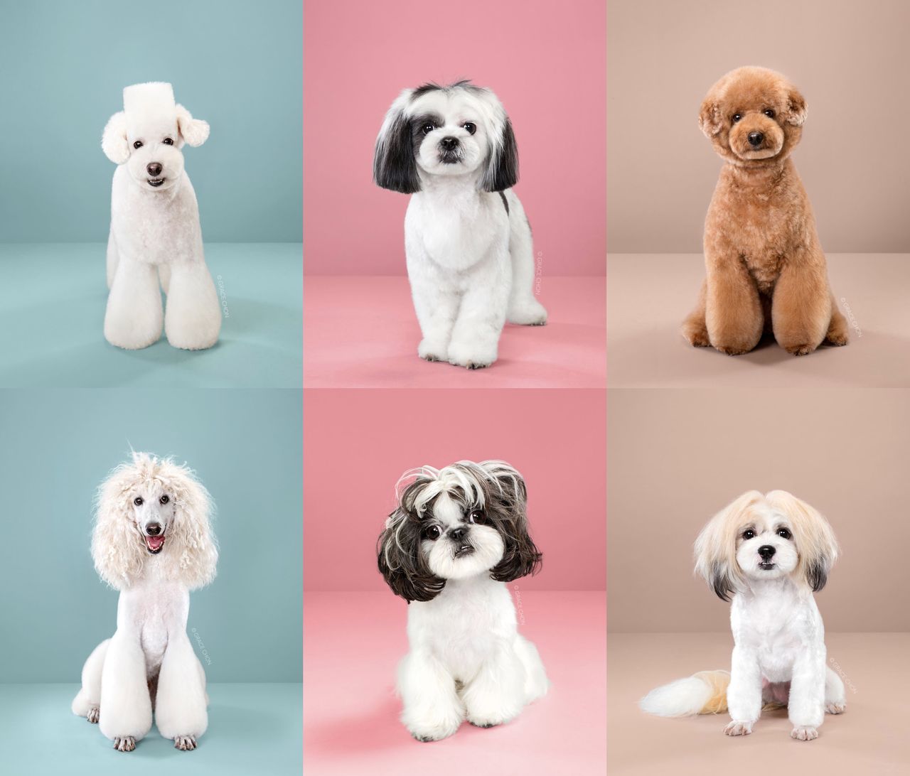 Zdjęcia psich transformacji po specjalnym japońskim strzyżeniu