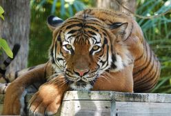 Tygrys odgryzł rękę pracownika zoo. Makabra w zoo na Florydzie