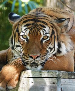 Tygrys odgryzł rękę pracownika zoo. Makabra w zoo na Florydzie